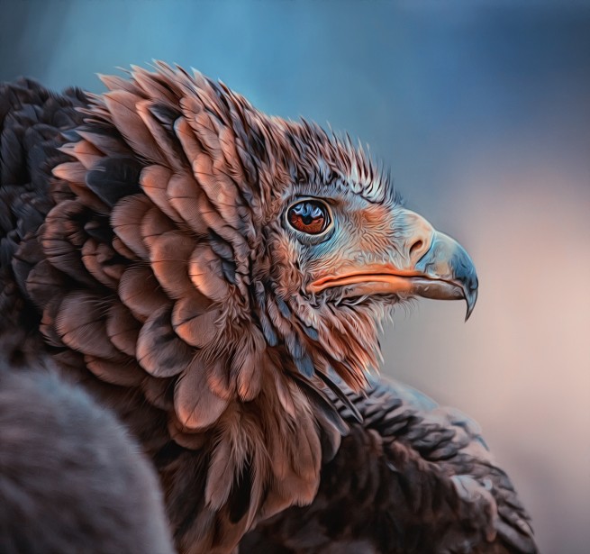 eagle bird photography by detlef