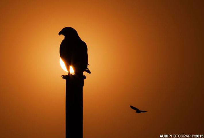 eagle silhouette photography
