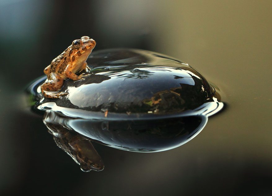frog macro photography by shikhei