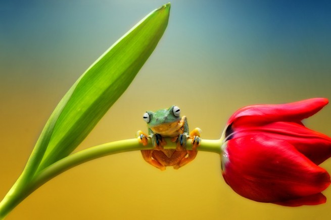 frog photography by ellena