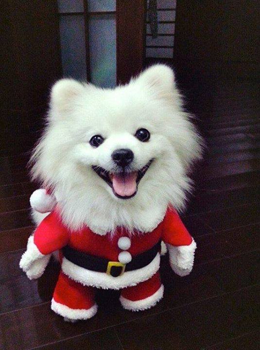 funny dog santa