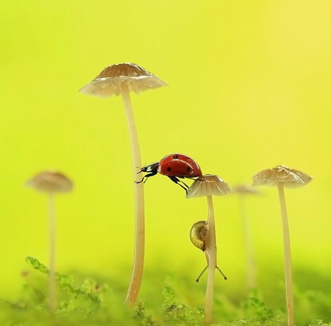 mushroom macro photography by liang