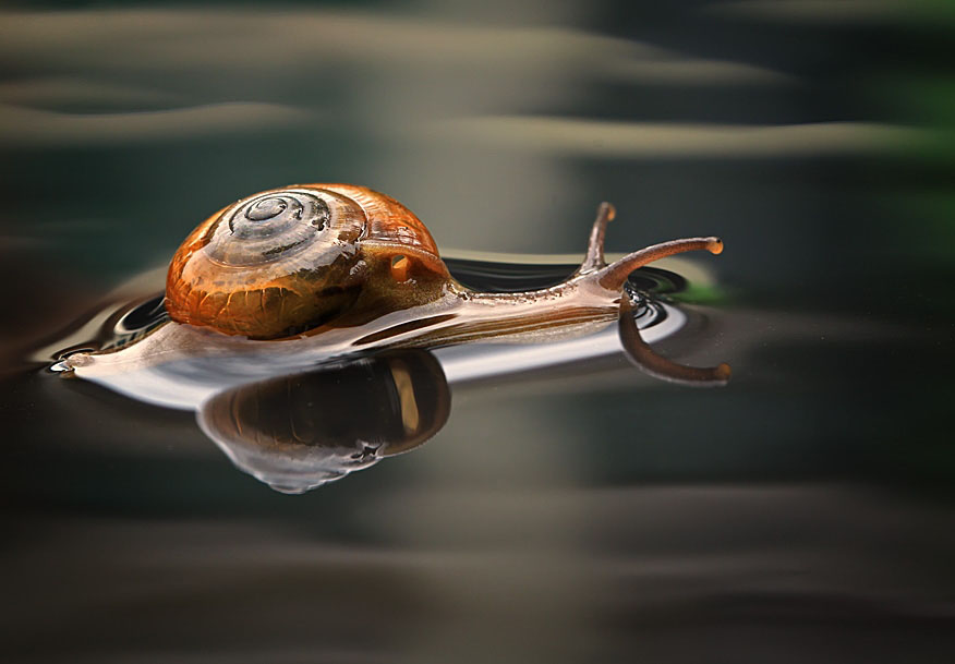 snail macro photography by shikhei