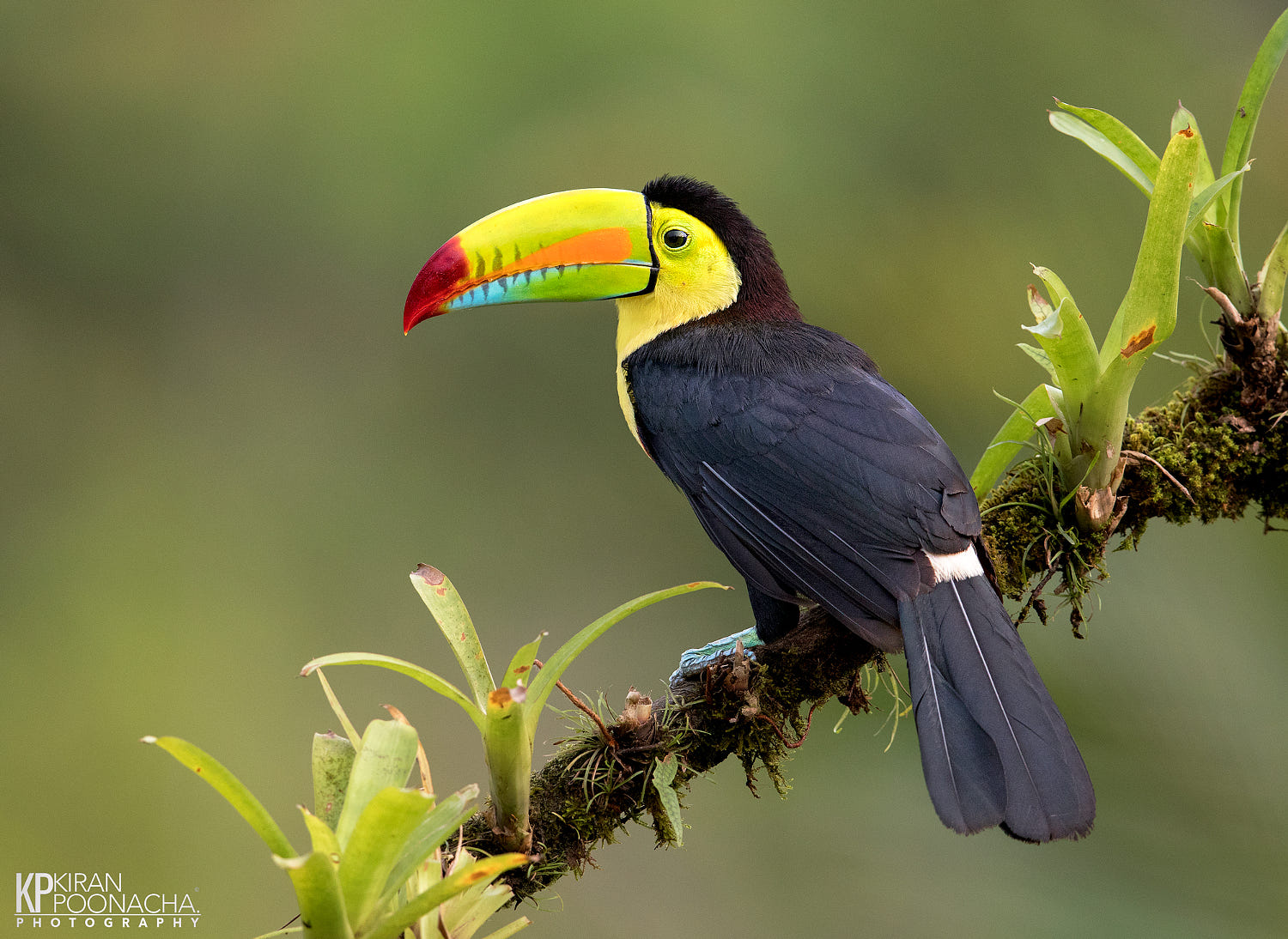 photography toucan by kiran poonacha