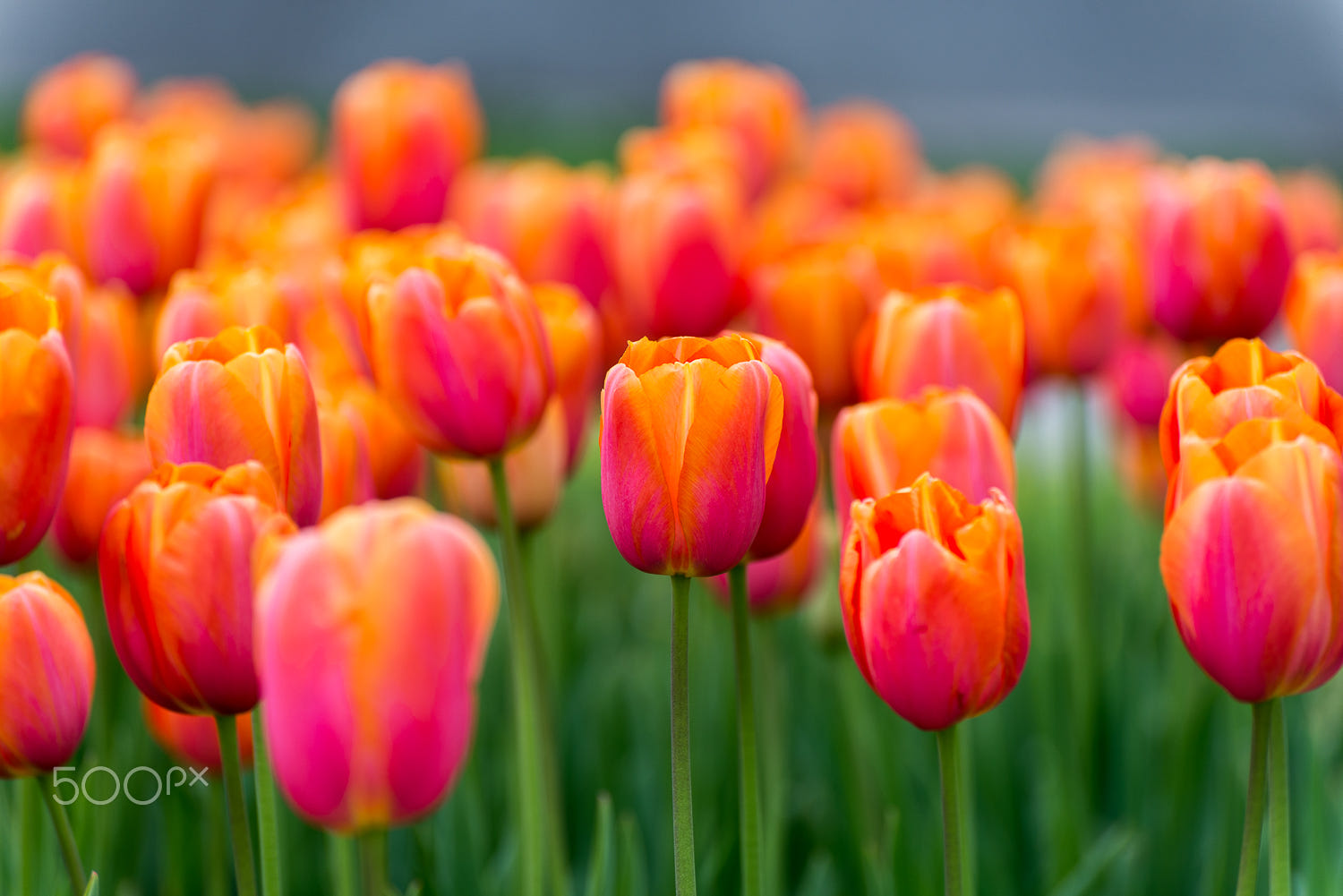 photography tulips by dockside colors