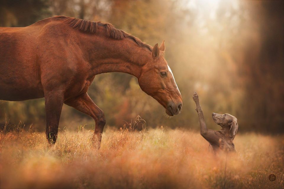 animal photography horse