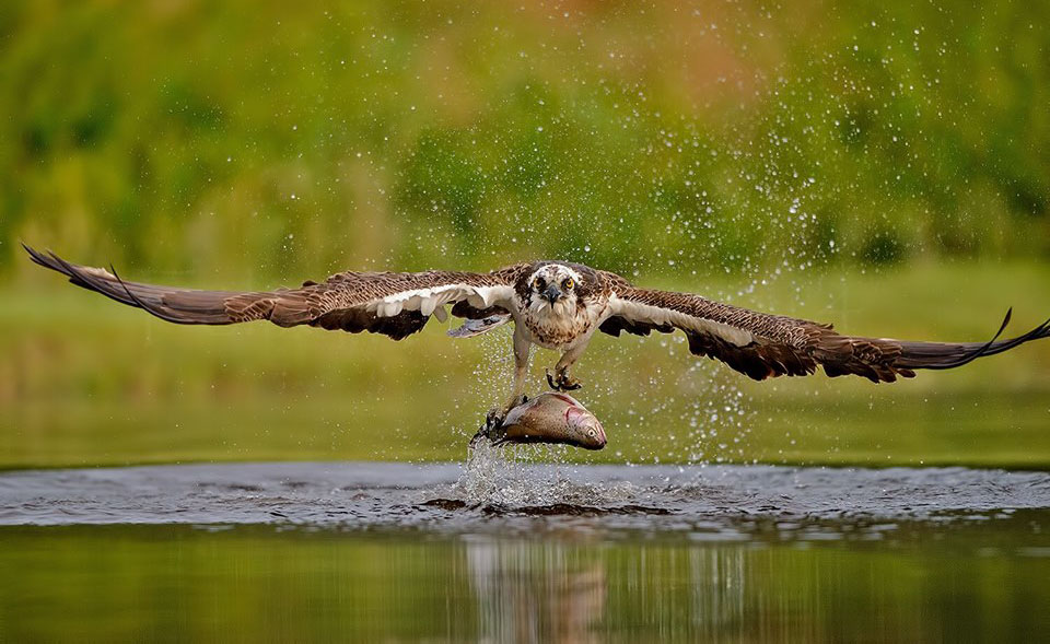 bird photography eagle by félix