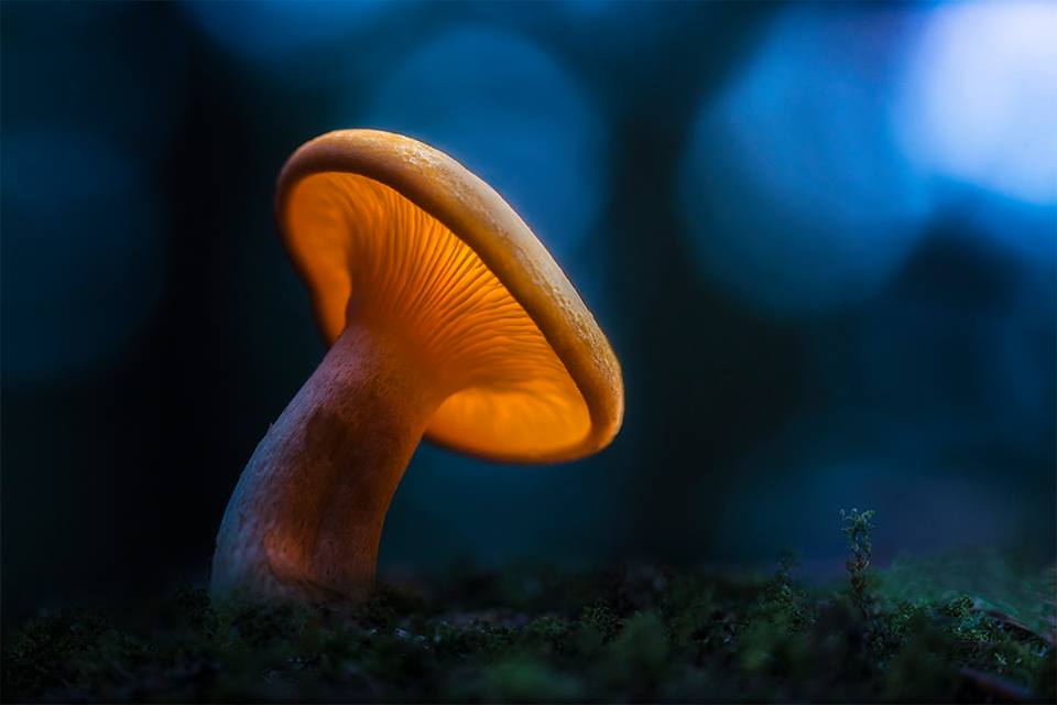 mushroom macro photography
