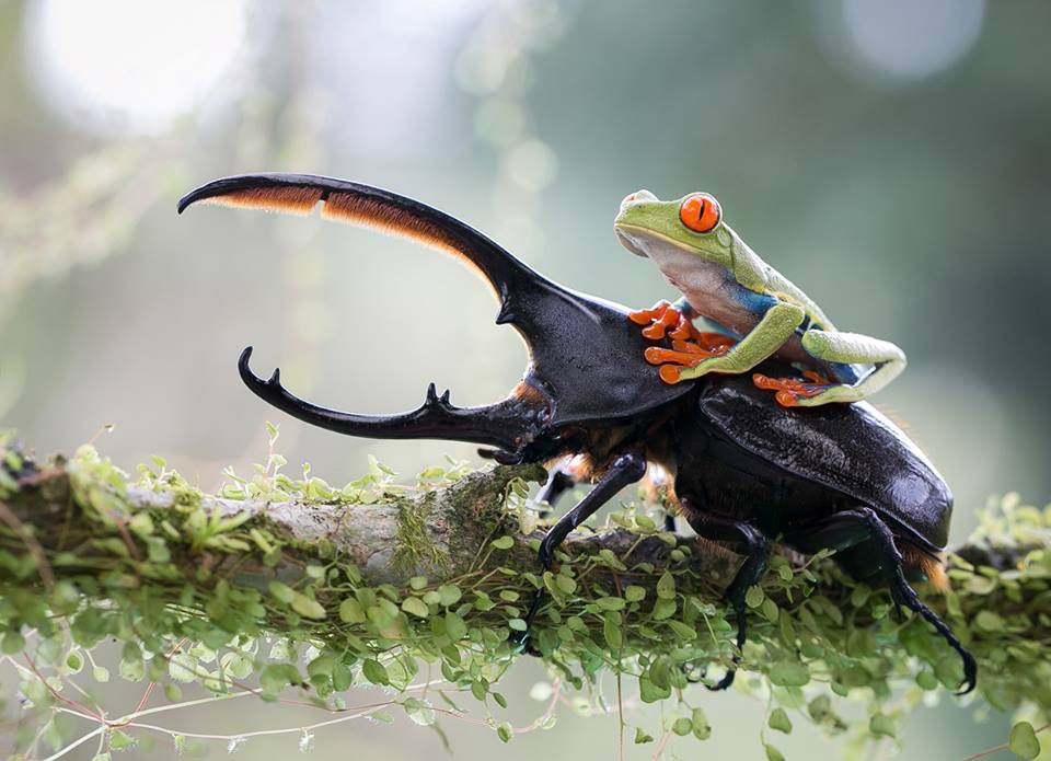 wildlife photography frog