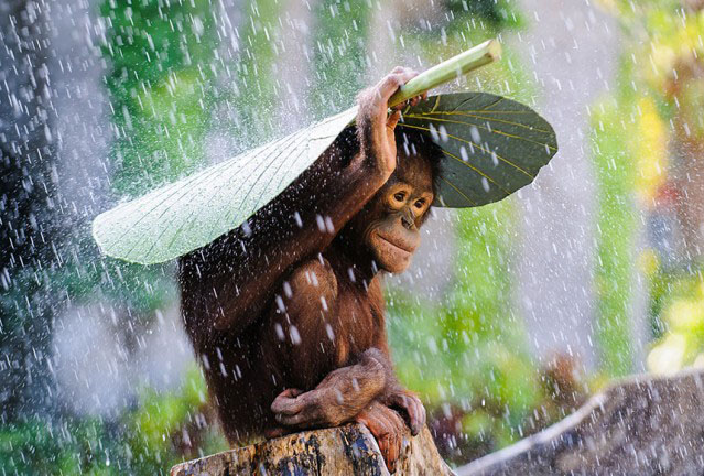 wildlife photography monkey by andrew
