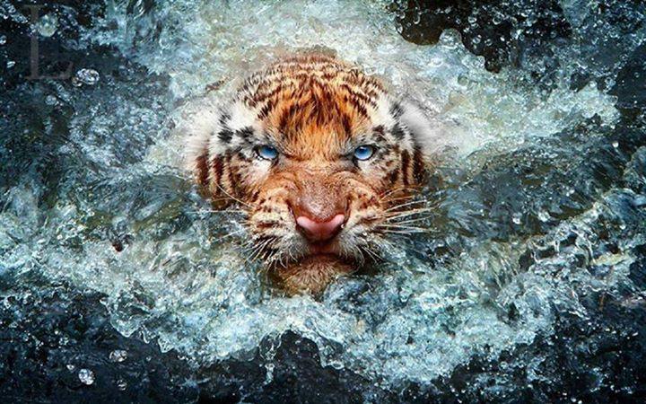 wildlife photography tiger