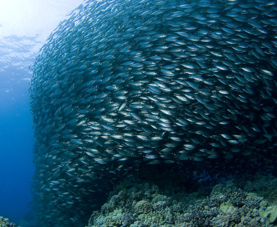 10 fish underwater photography