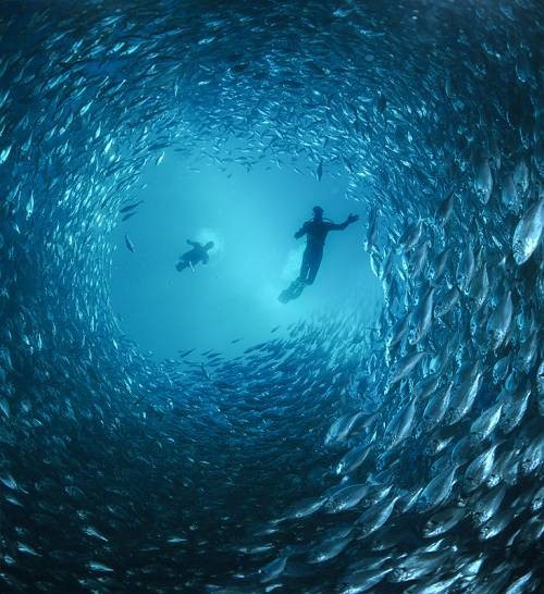 12 fish underwater photography