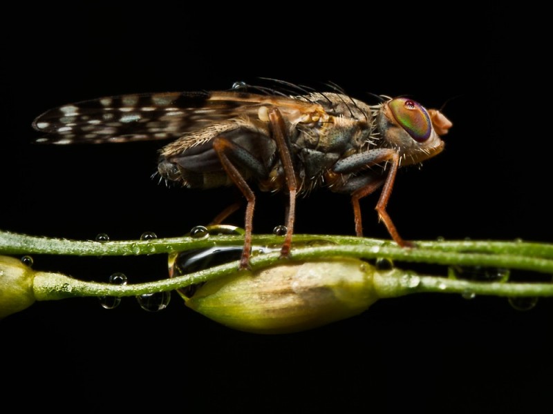 17 wing fly macro photography by john cogan