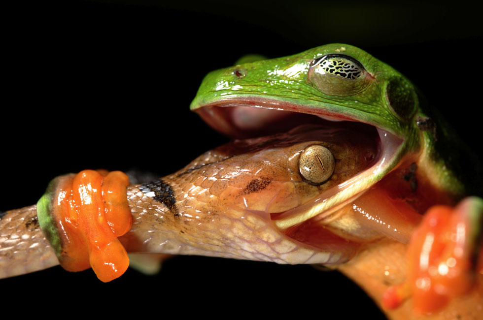 2 frog photography inspiration