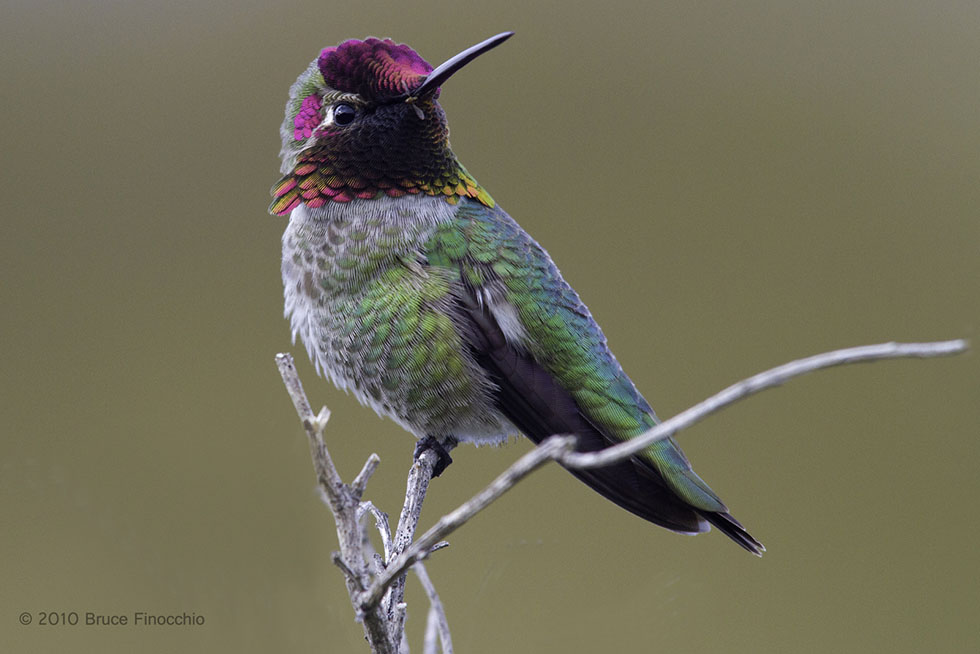 22 hummingbird photography by bruce finnochio