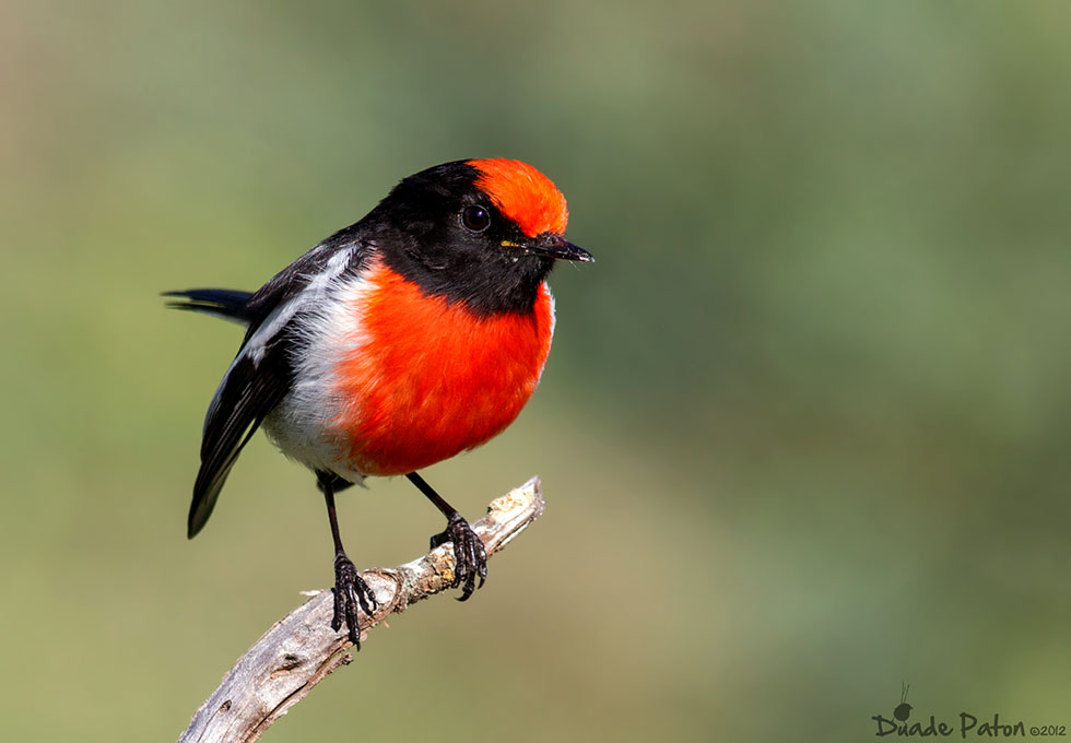24 red bird photography by duade paton