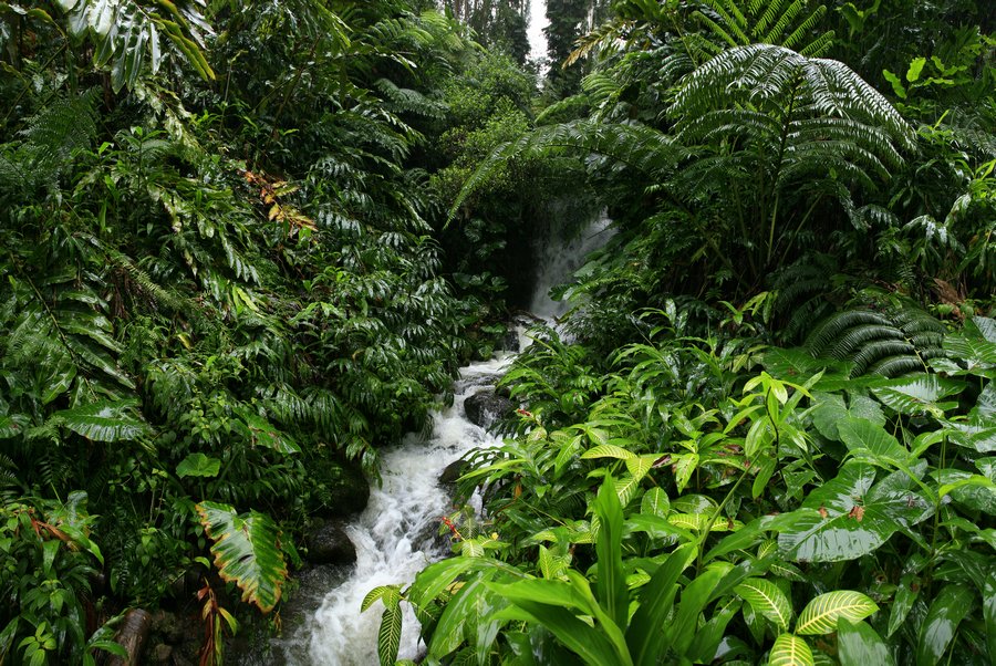 7 hawaii rain forest photography