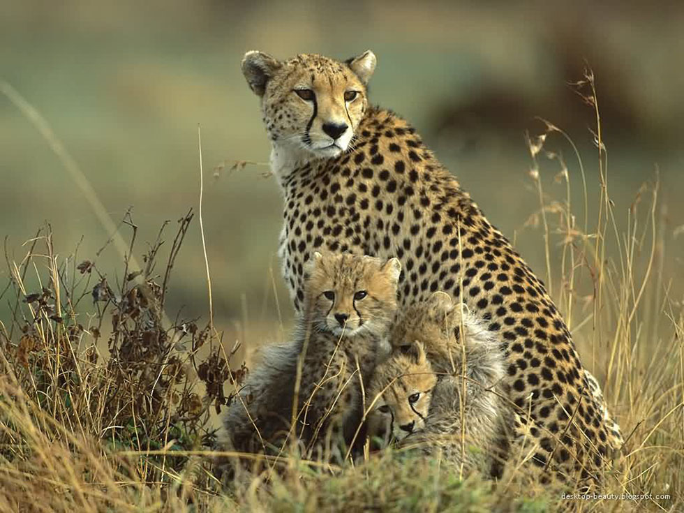 animal photography cheetah
