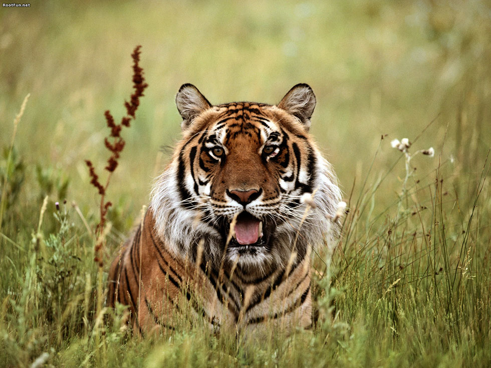 animal photography tiger