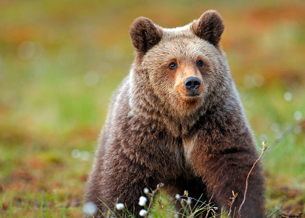 bear animal photography