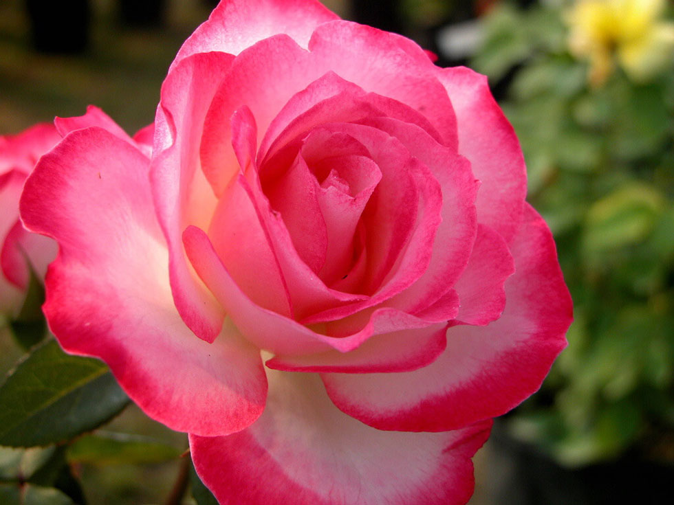 beautiful rose flower photography