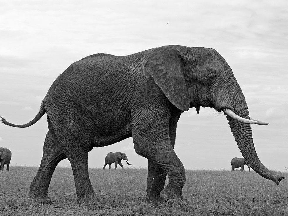elephant black white photography