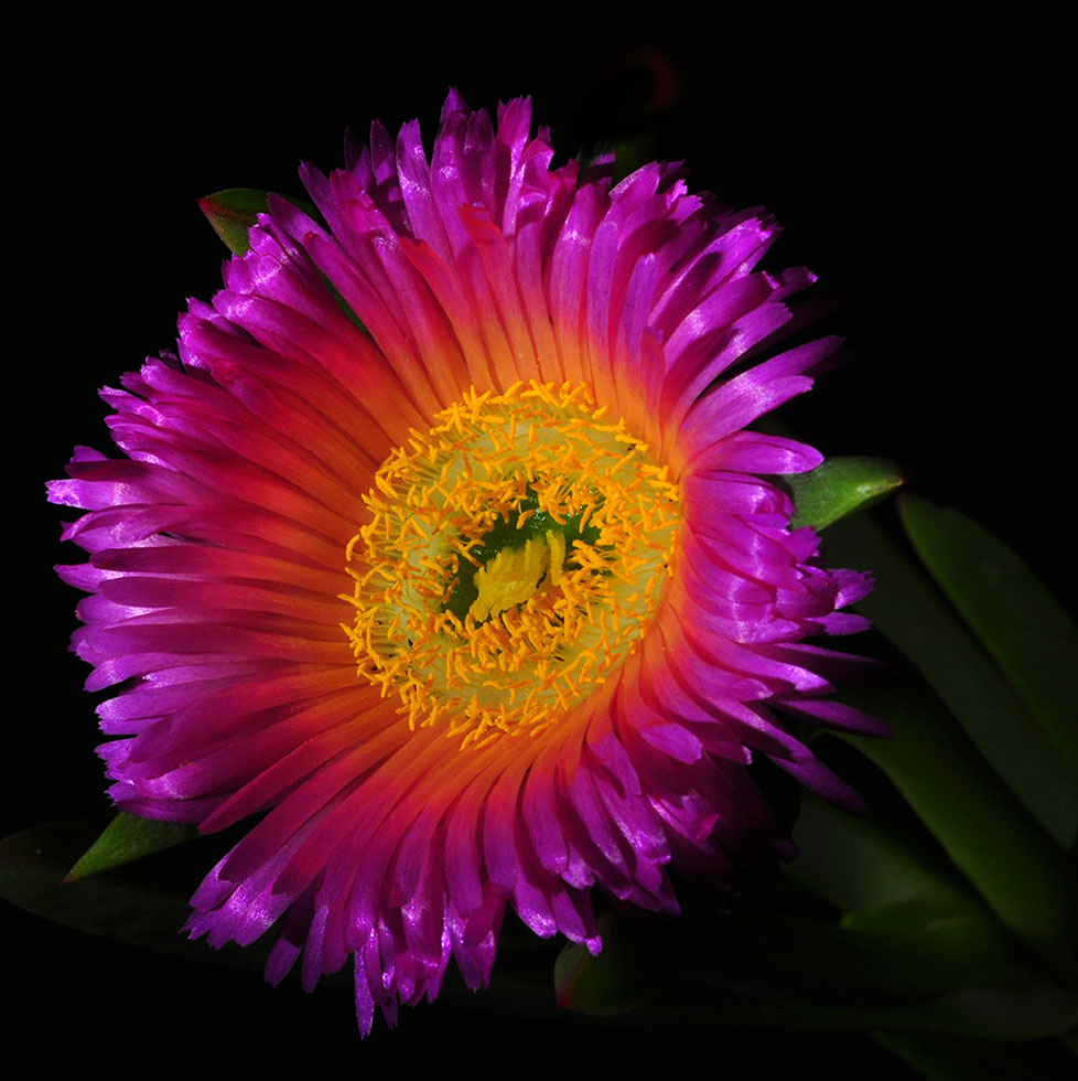flower photography bill gracey