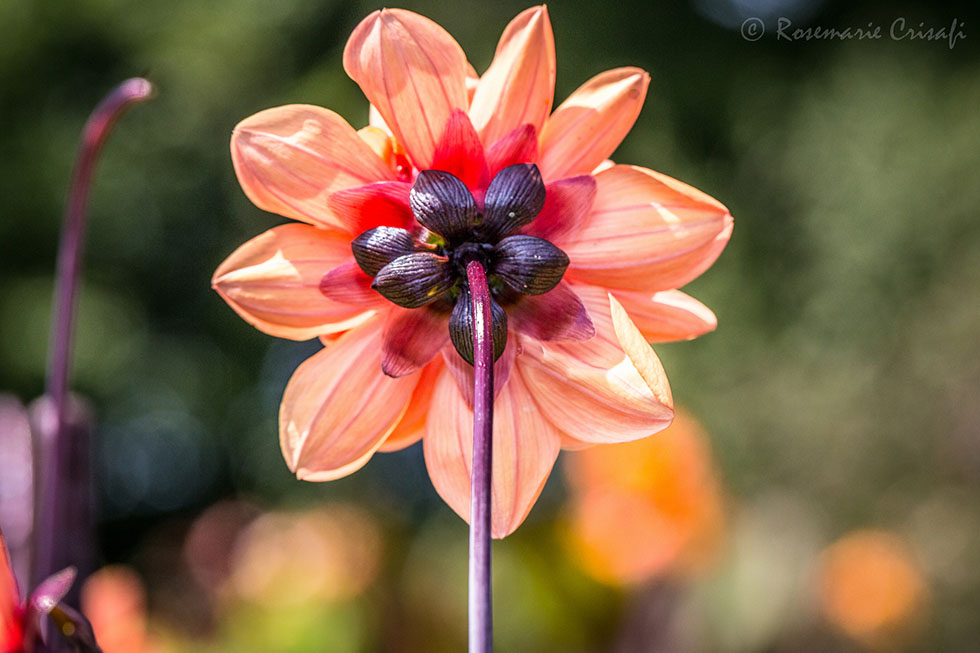 flower photography rosemarie crisafi