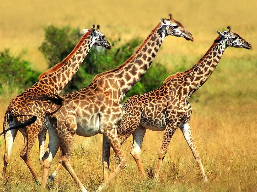 giraffe animal photography