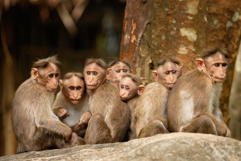 monkeys animal photography by kalyanvarma
