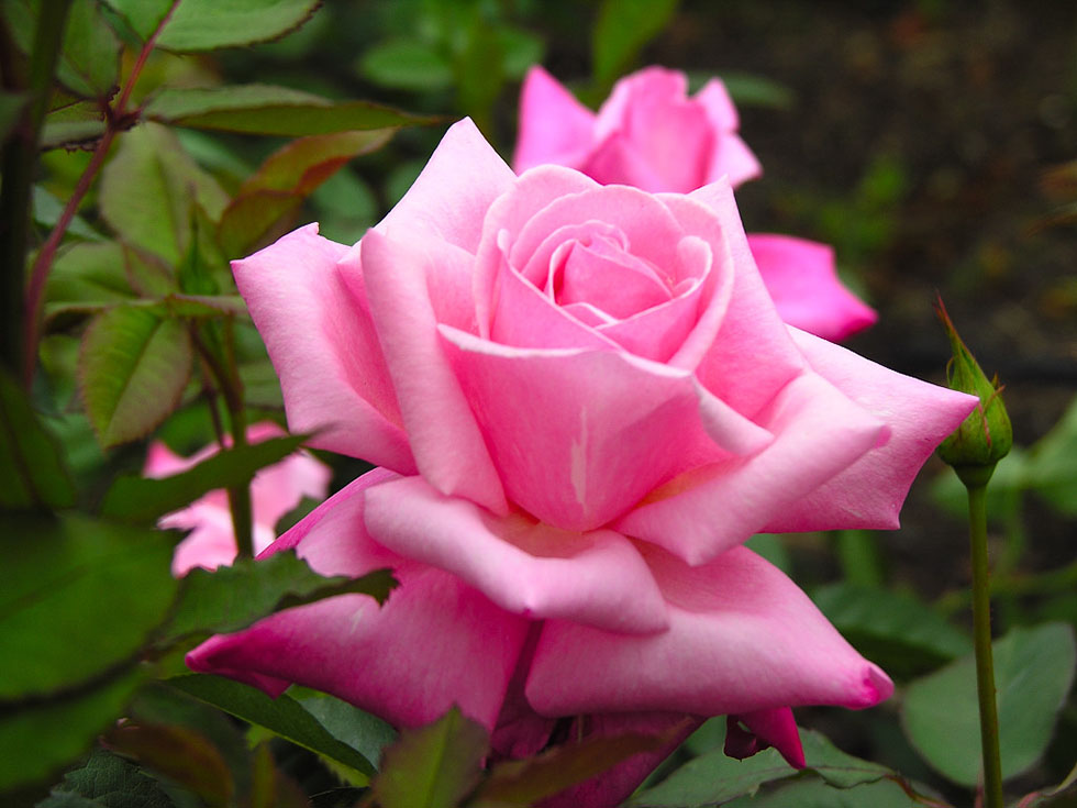 pink roses flower photography