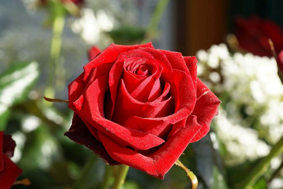 red rose flower photography
