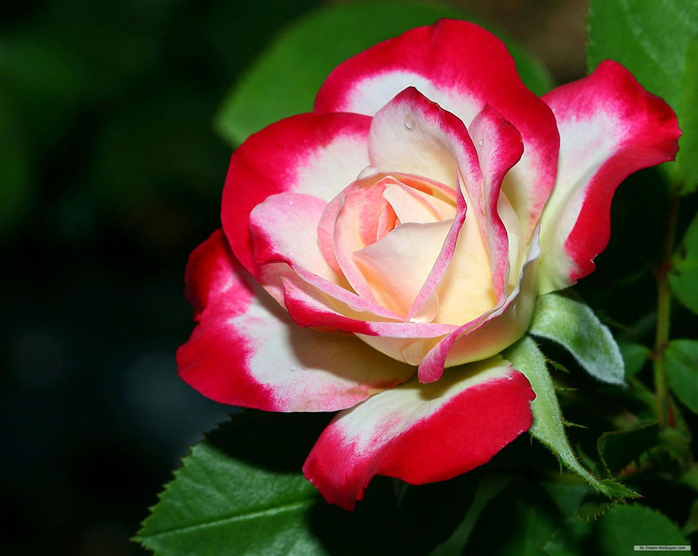 rose flower photography