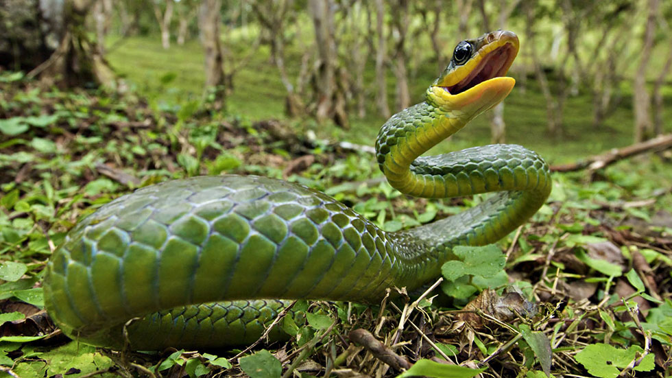snake animal photography