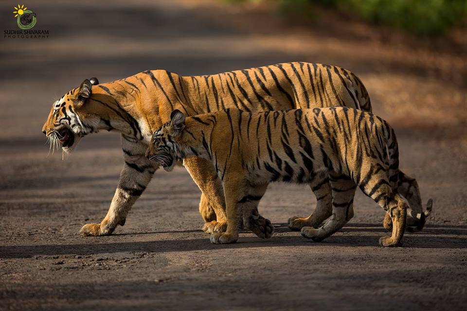 tiger animal photography by sudhir shivaram