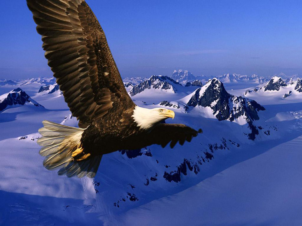 wildlife photography eagle