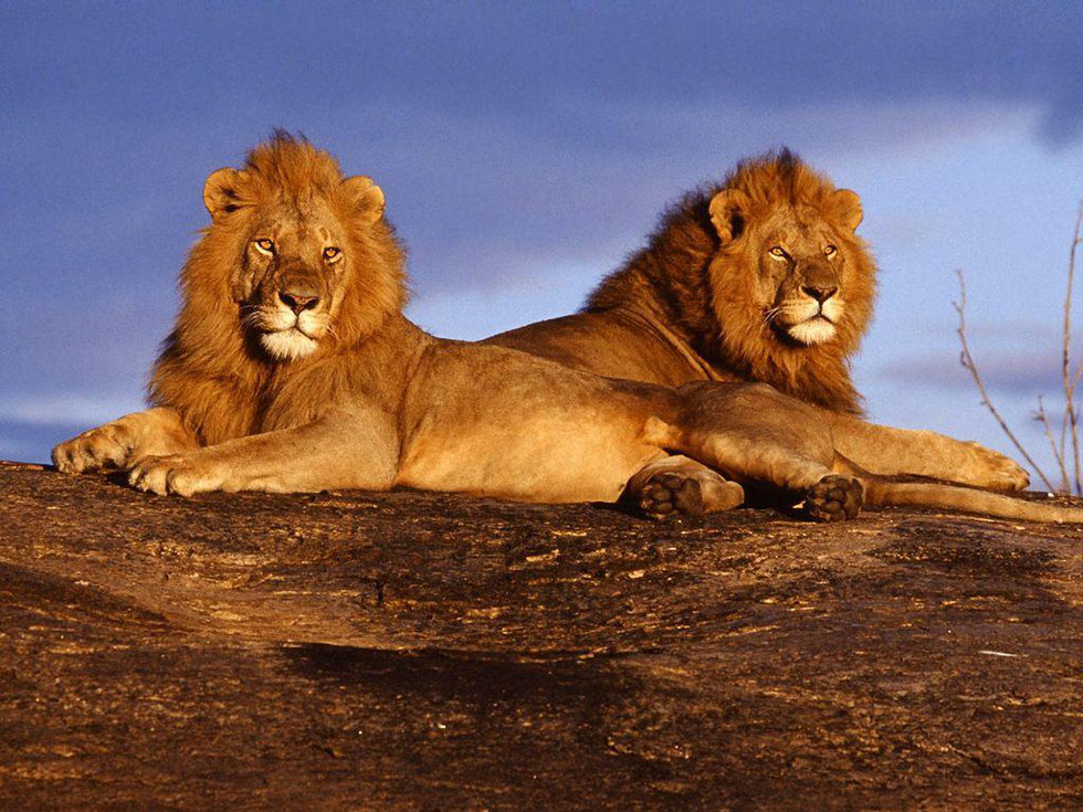 wildlife photography lions