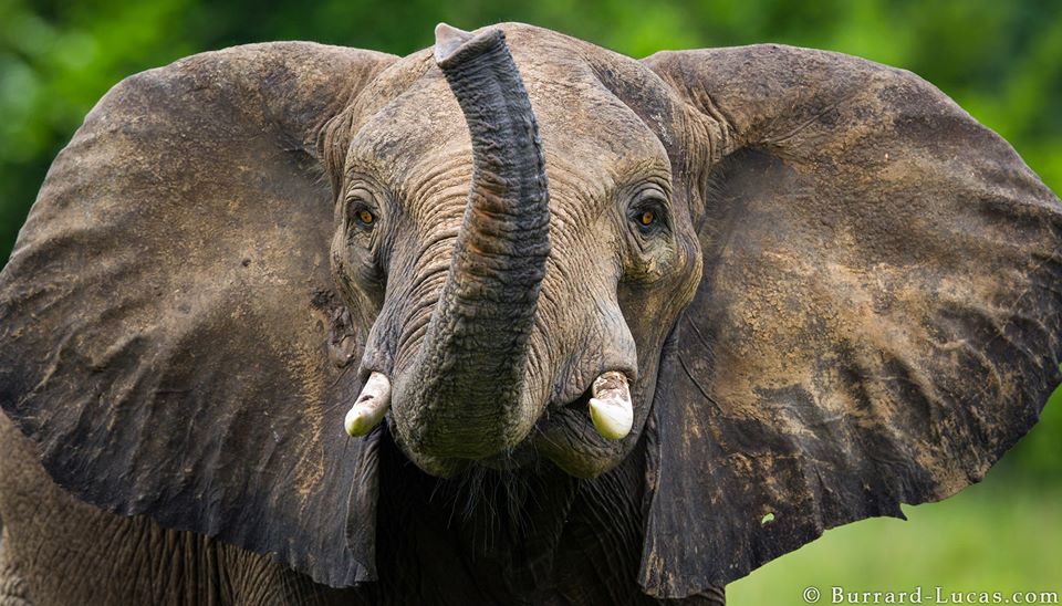animal elephant wildlife photography by burrard lucas