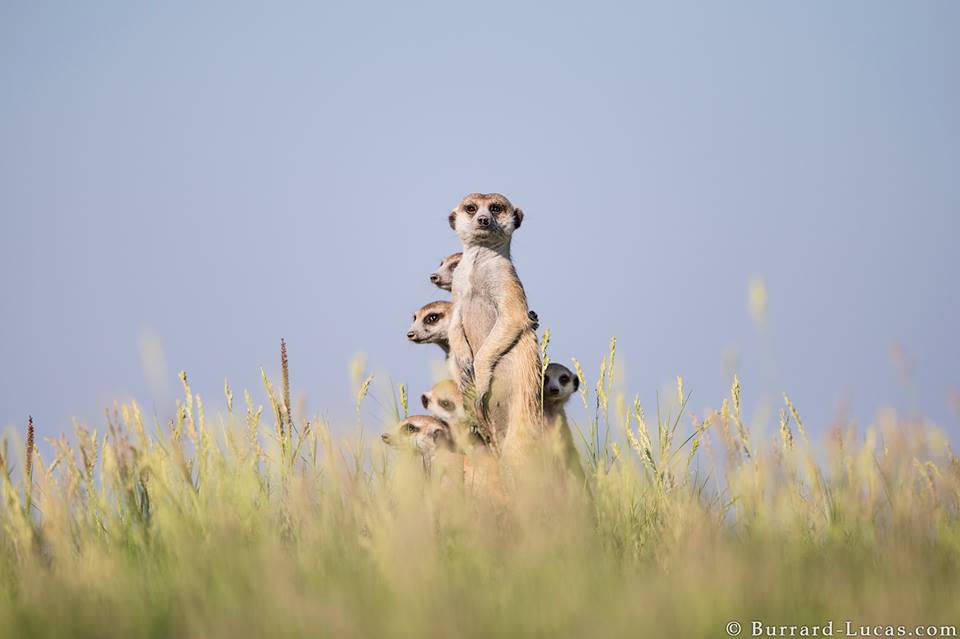 animal wildlife photography by burrard lucas