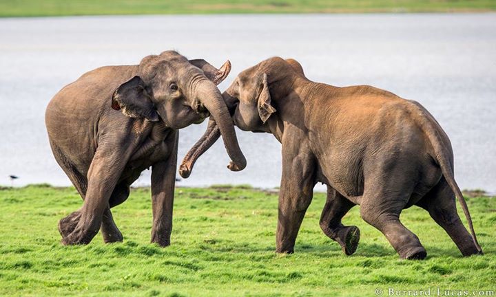 elephant wildlife photography by burrard lucas