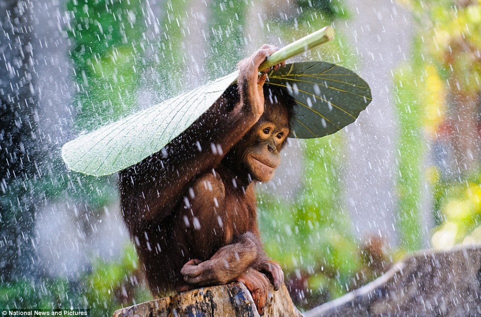 rain photography by andrew suryono
