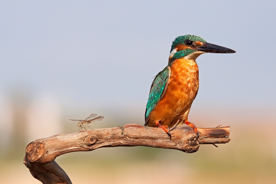 bird photography kingfisher by amer