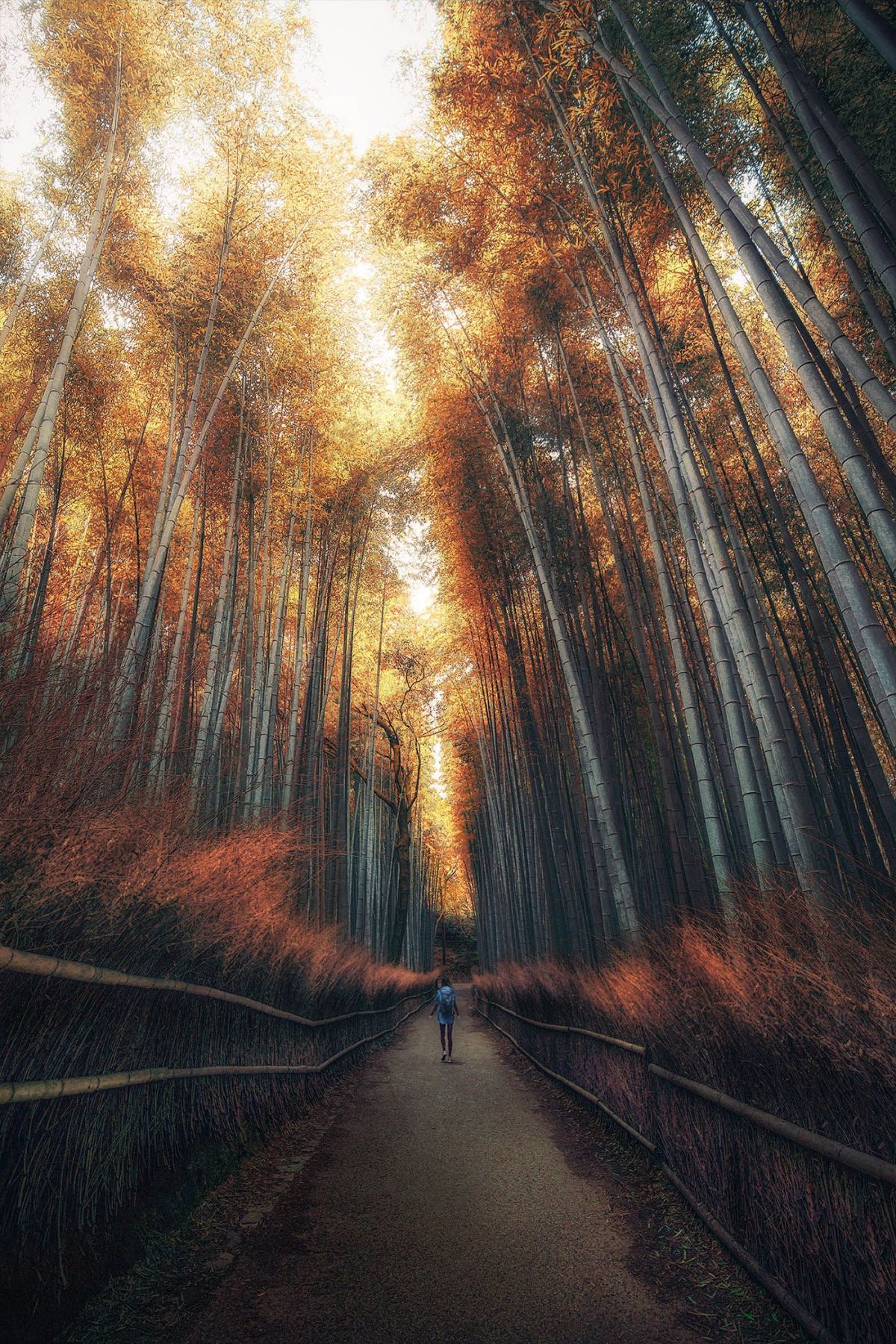 nature photography japan autumn by kai yan