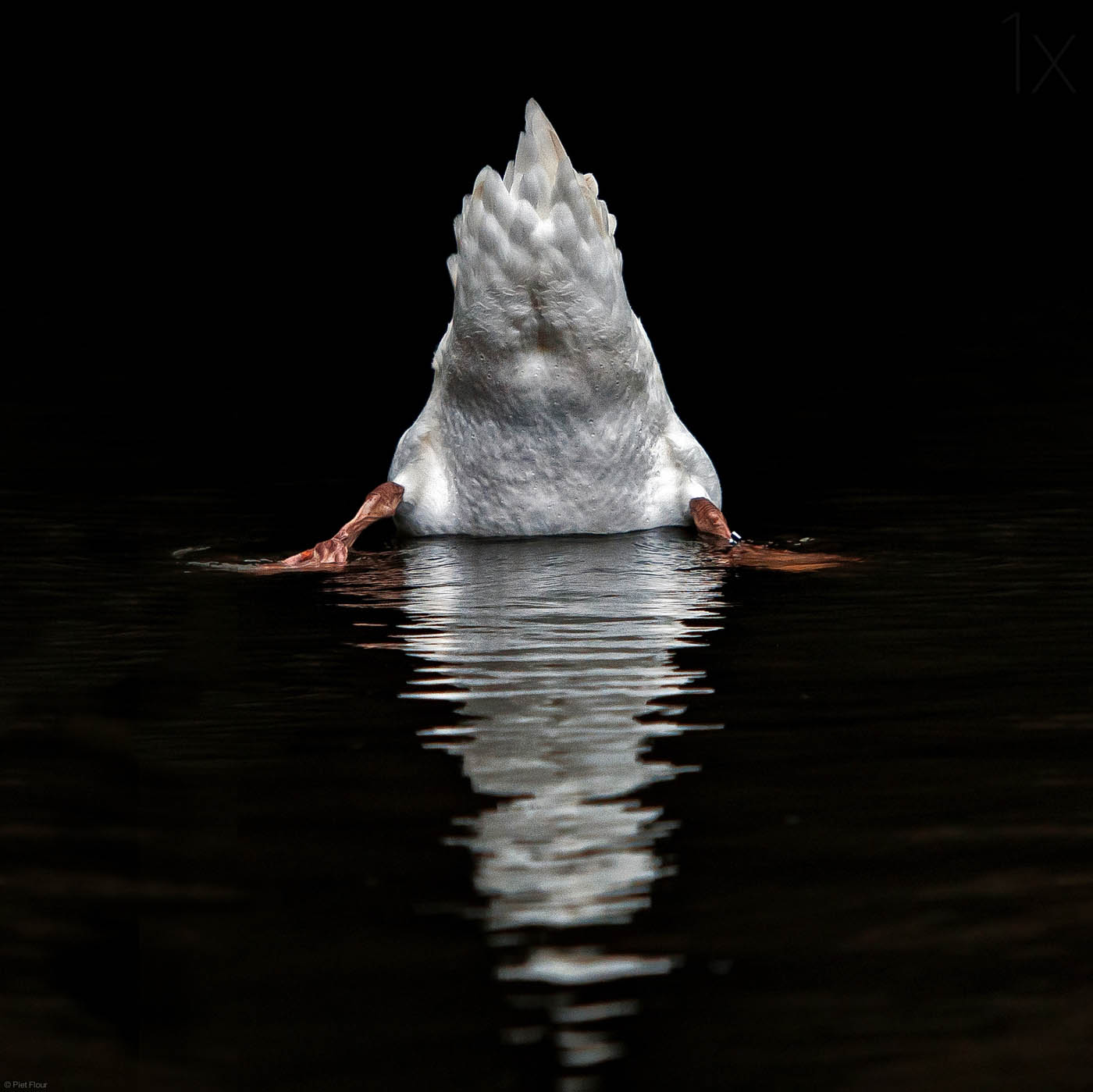 reflection photography duck by piet flour