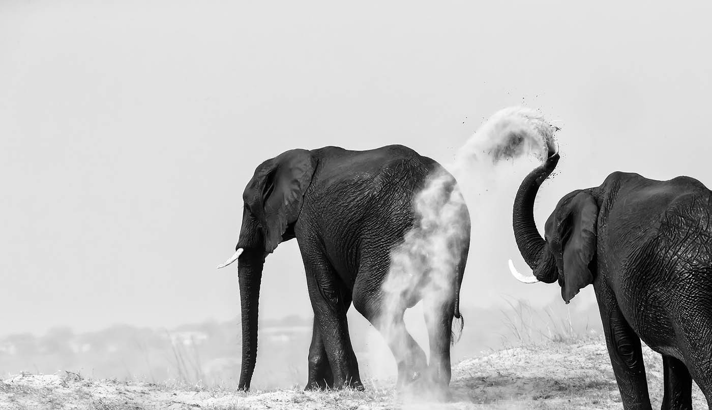 wildlife photography elephants by phillip chang