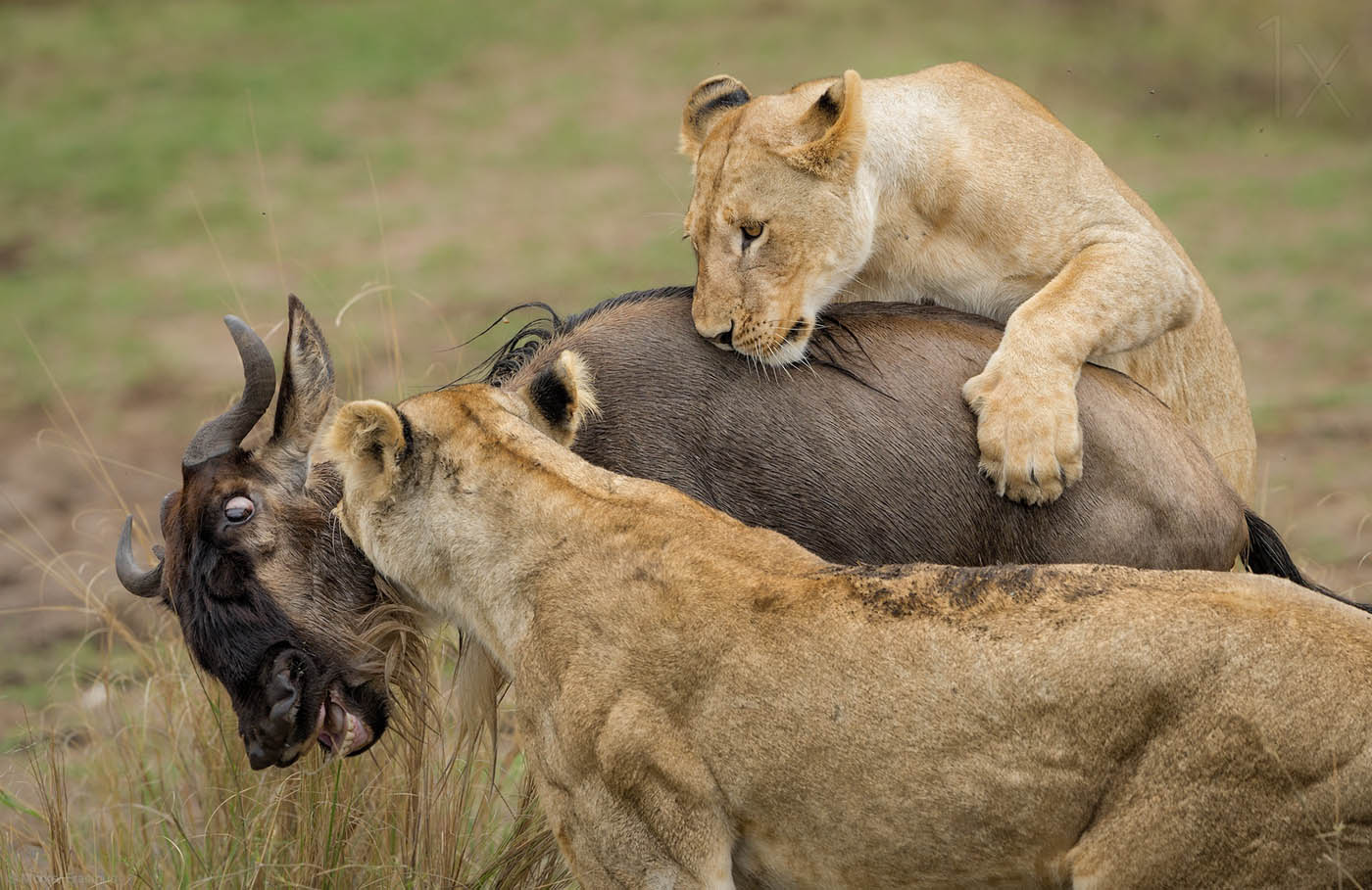 wildlife photography lions by morkel erasmus