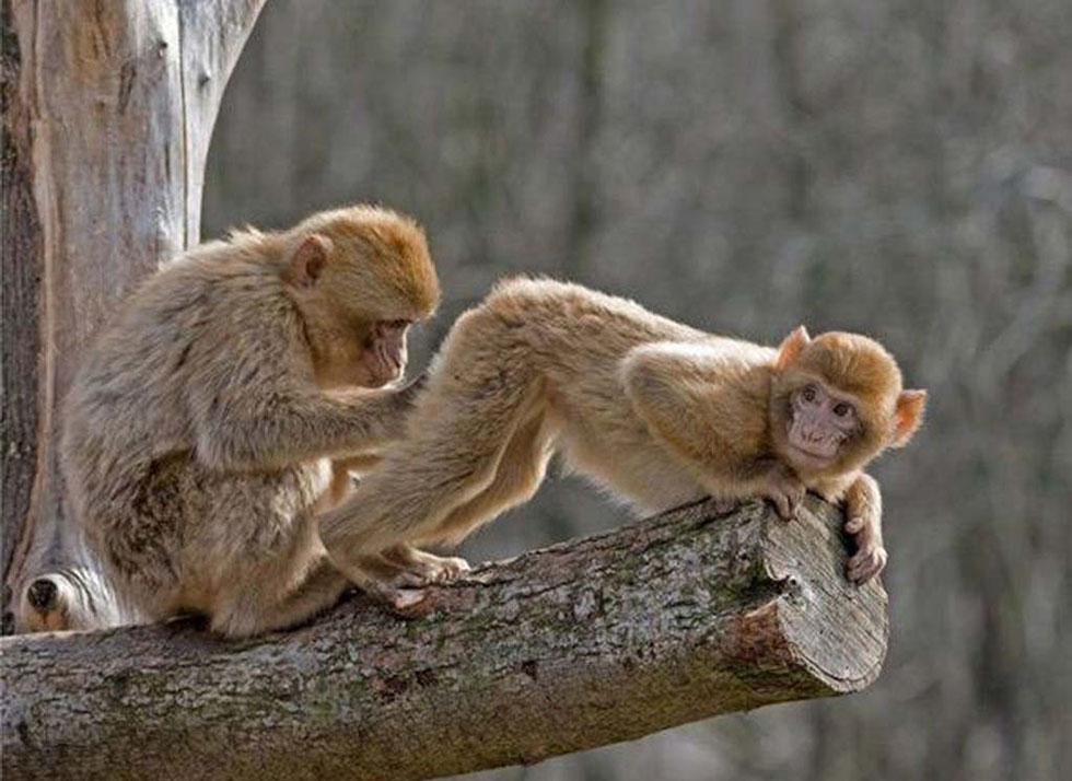 3 monkey funny photos