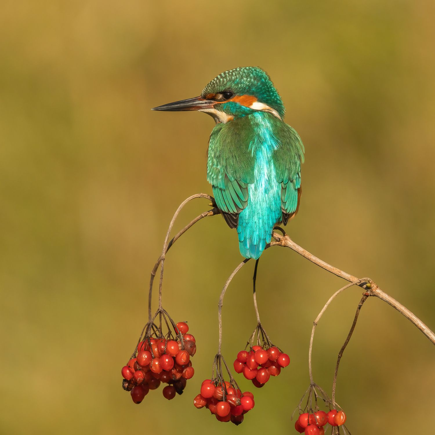 bird photogaphy kingfisher by annie keizer
