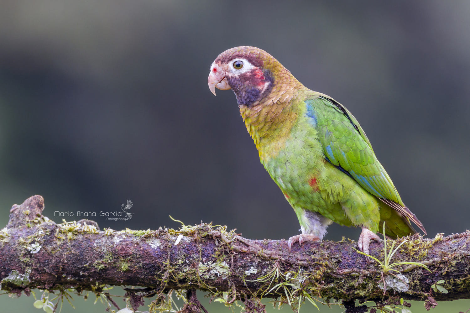 bird photography brown hooded parrot by mario arana garcia